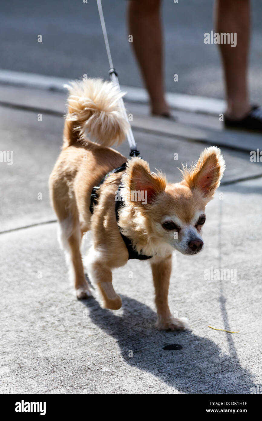 Un petit Chihuahua à poil long chien dehors pour un après-midi promenade dans le centre-ville de Fort Lauderdale, Floride, USA. Banque D'Images