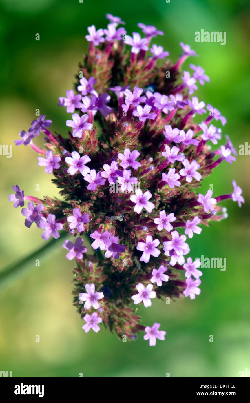 Vue rapprochée de la Verveine fleurs dans leur violet, violet et rouge splendeur. Banque D'Images