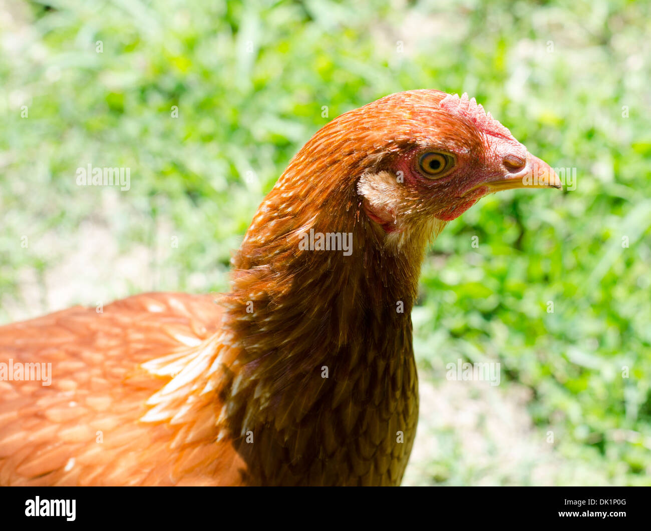 Rasoir rouge-pullet-chickens Banque D'Images