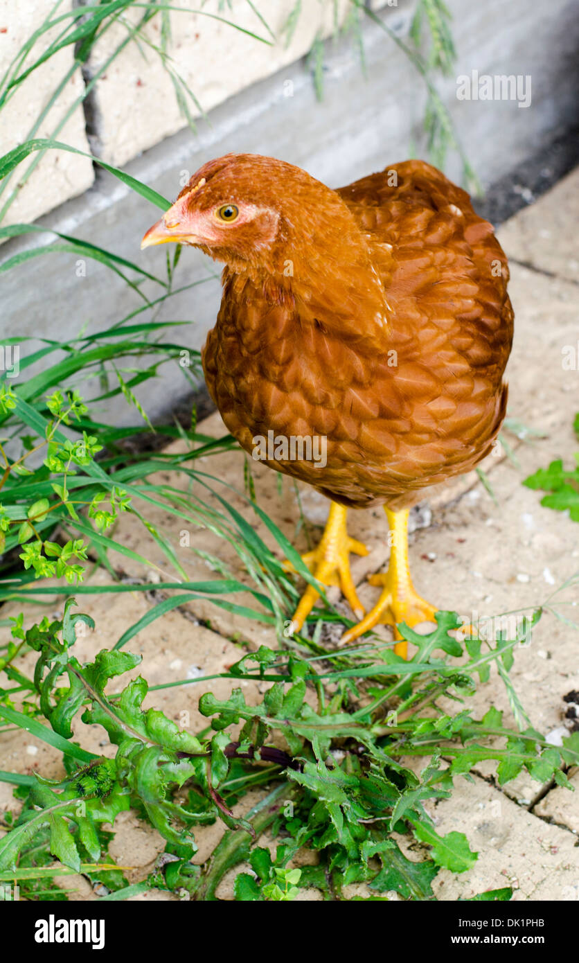 Rasoir rouge-pullet-chickens Banque D'Images