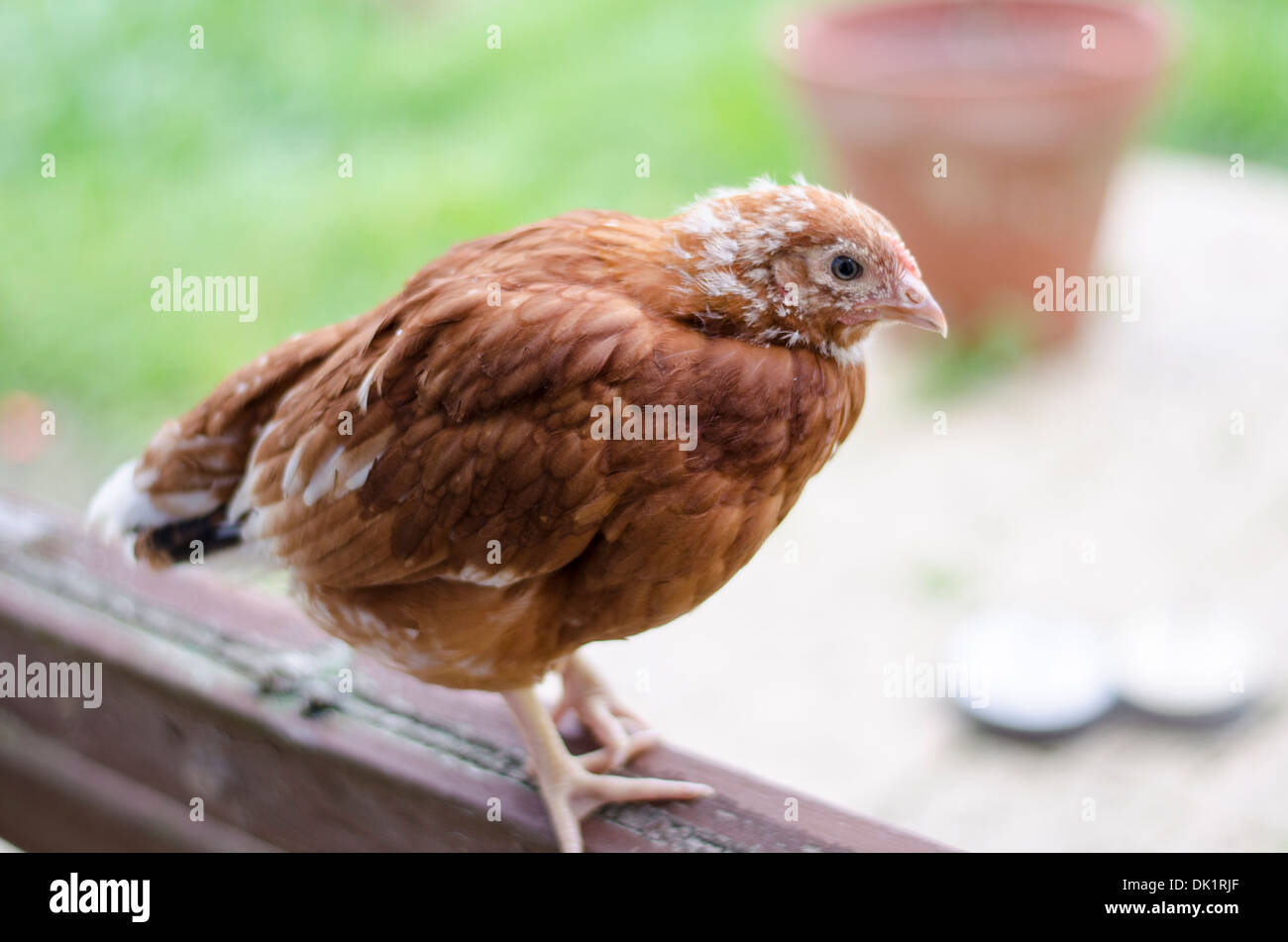 Rasoir rouge-pullet-chickens Banque D'Images