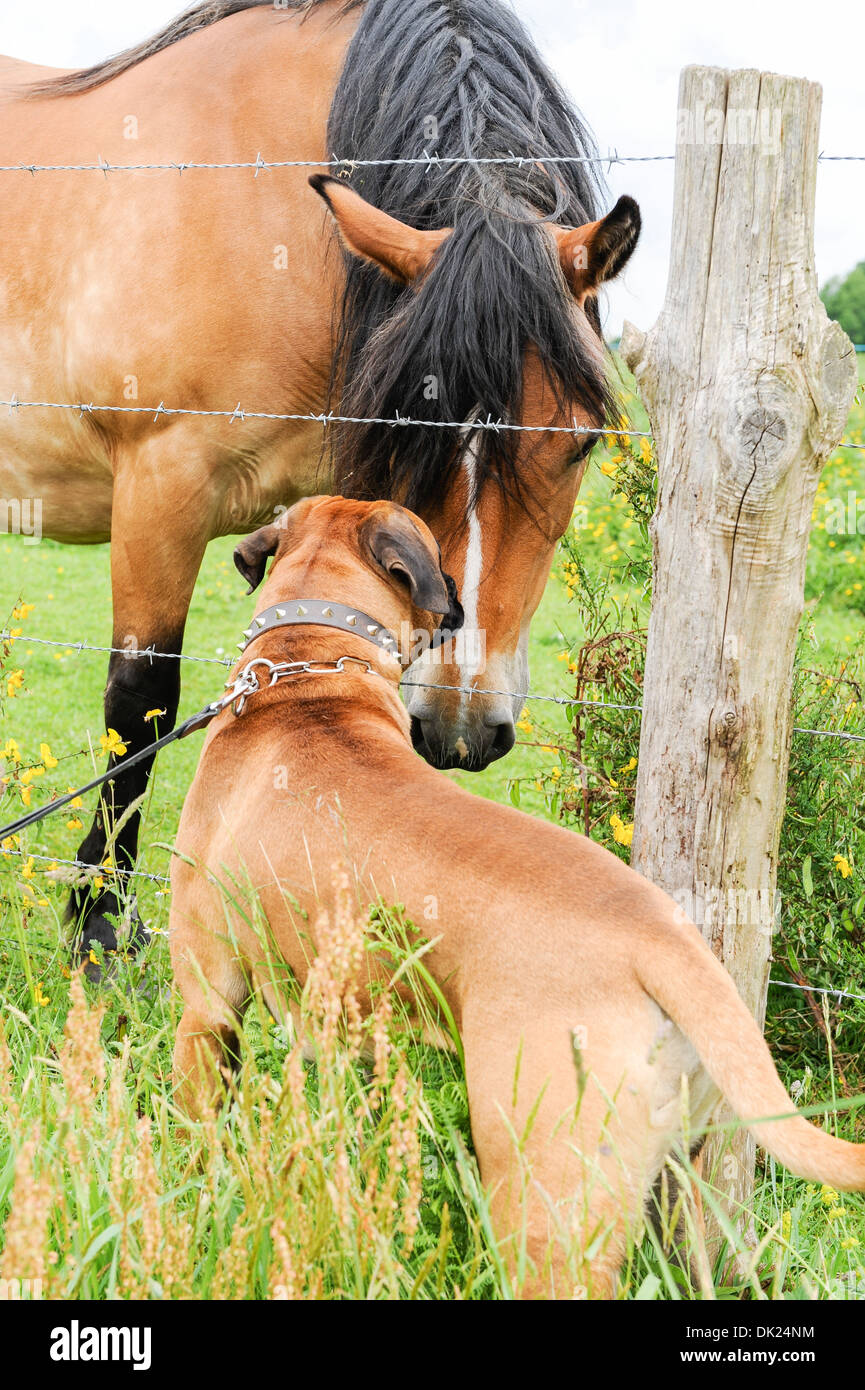 Boxer Pure race chien en laisse se faire des amis avec un cheval à la campagne Banque D'Images