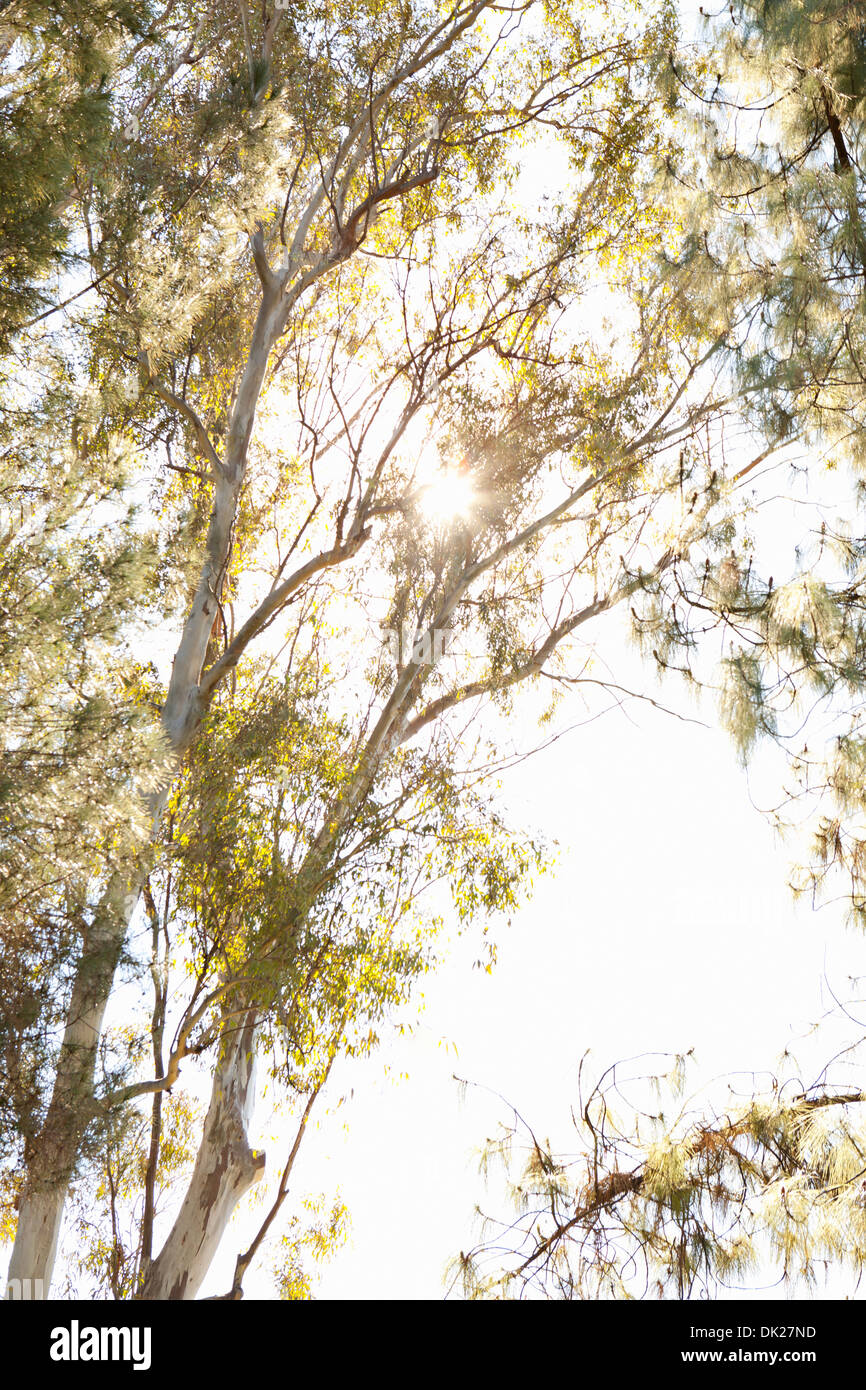 Low angle view of soleil qui brille derrière de grands arbres d'eucalyptus Banque D'Images
