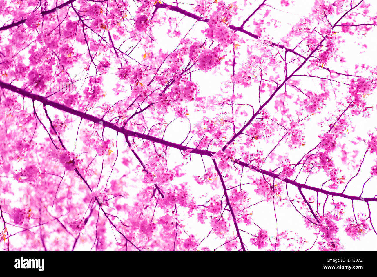 Close up low angle view of pink Cherry Blossoms sur spring branch Banque D'Images