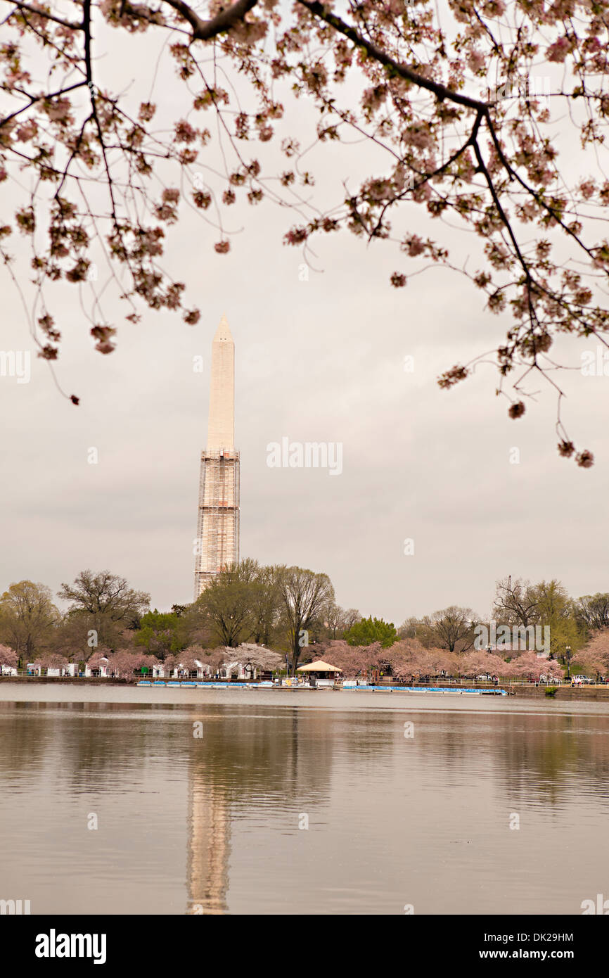 Les fleurs de cerisier rose vue d'encadrement de Washington Memorial, Washington, United States Banque D'Images