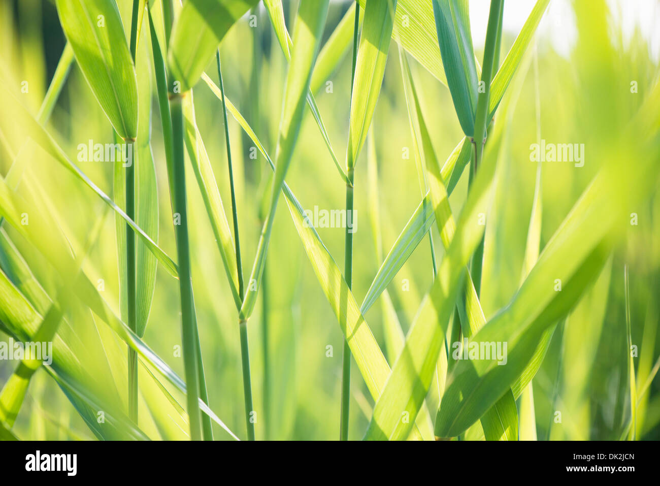 Détail de la nature, Close up of green summer reed. Banque D'Images