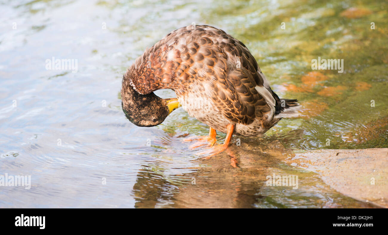 Canard colvert le plumage de nettoyage Banque D'Images