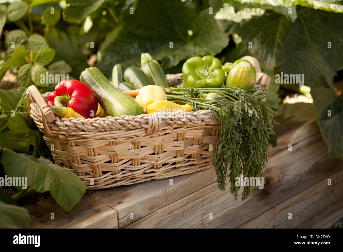 Variété de légumes bio récoltés dans panier in vegetable garden Banque D'Images