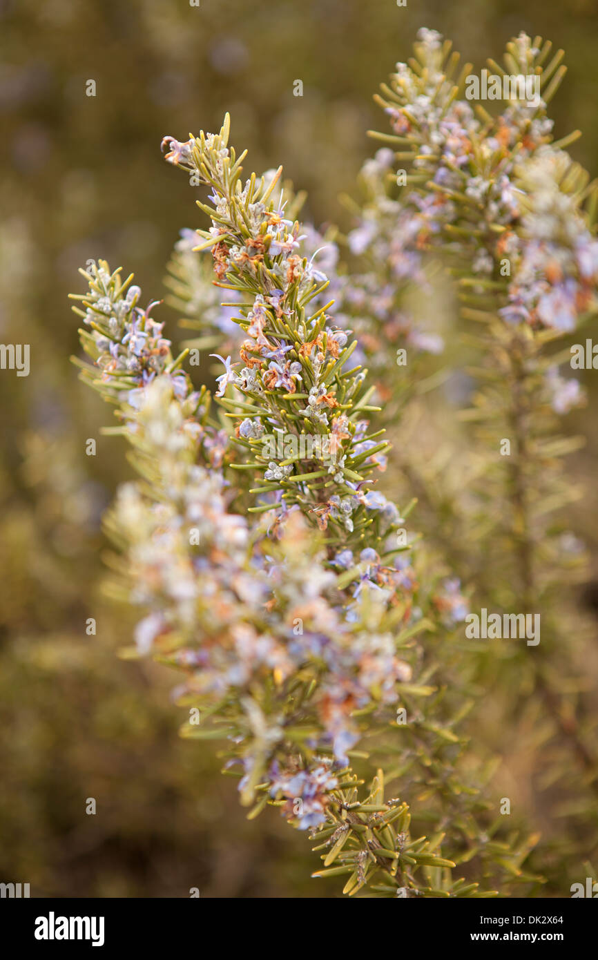 Close up of purple flowers blooming sur rosemary plant Banque D'Images