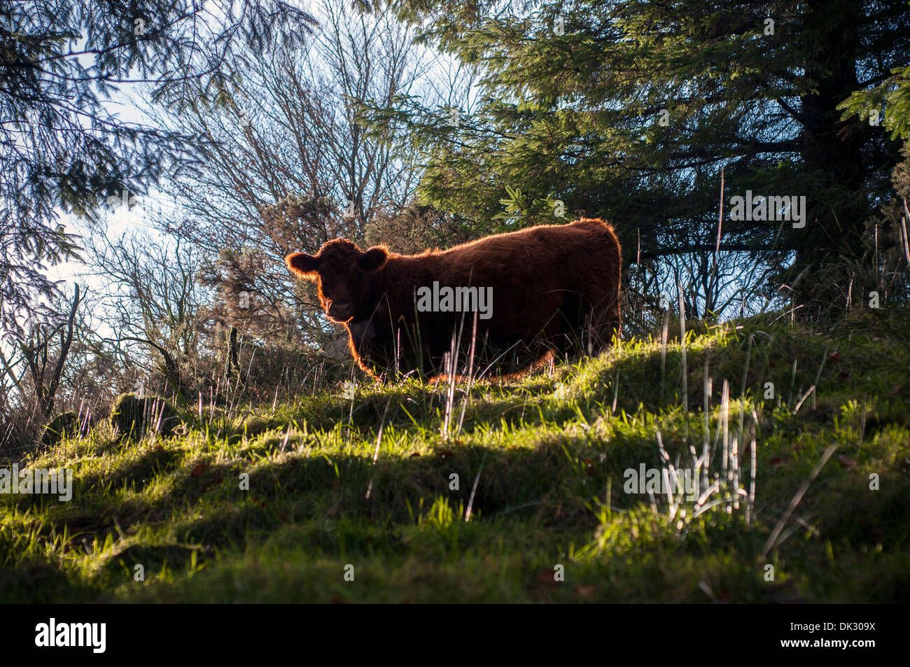 Vache rouge Ruby Devon le pâturage dans le soleil d'automne,les feuilles d'automne,pierres,Granit,dartmoor Banque D'Images