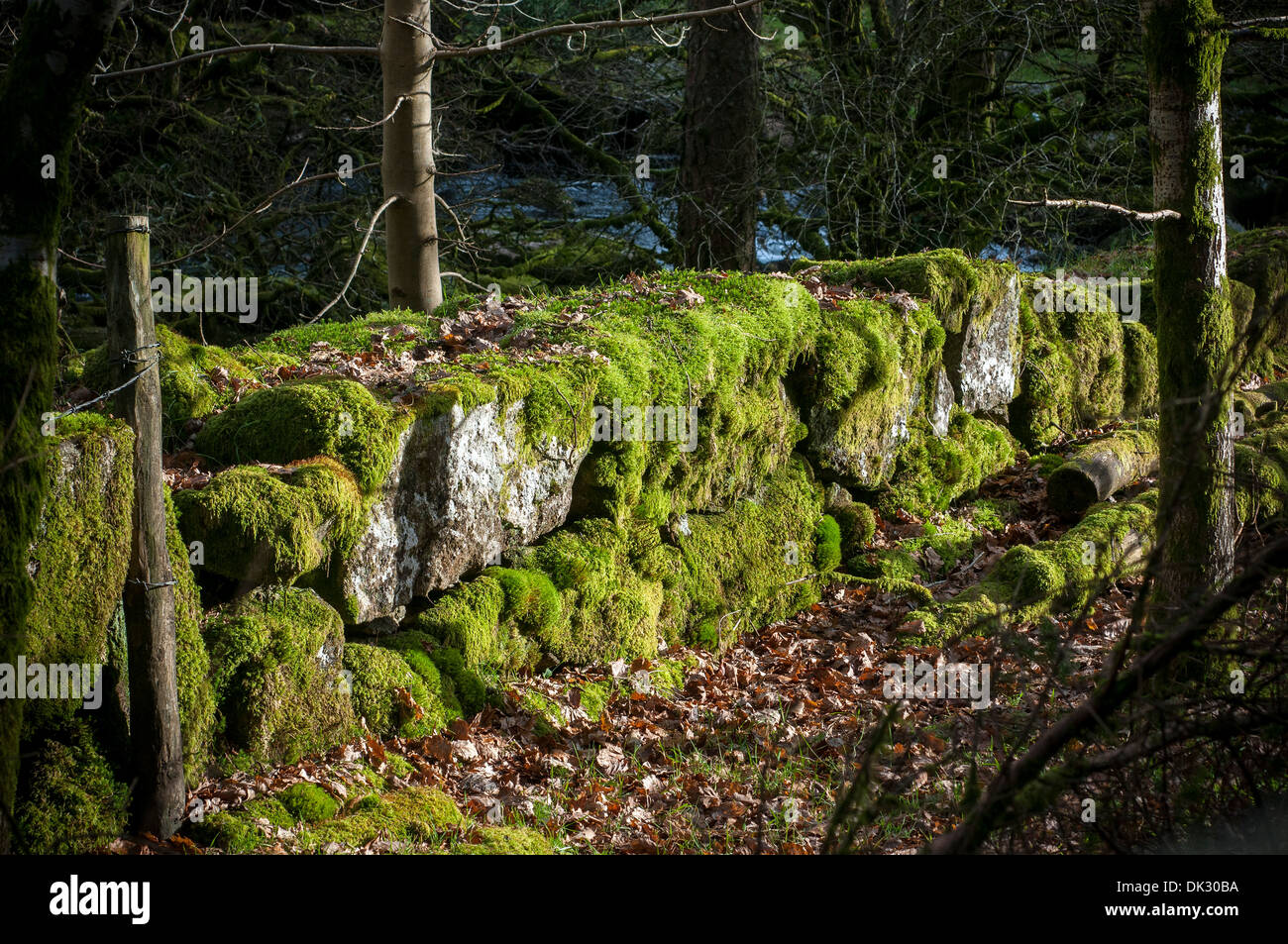 L'automne,les feuilles d'automne,pierres,Granit,de,dartmoor, ancienne, de l'architecture, automne, toile de fond, l'arrière-plan, la beauté, Banque D'Images