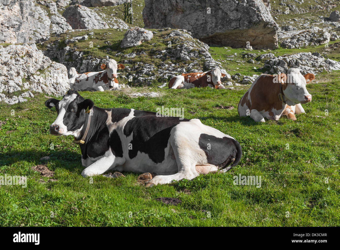 Vaches alpines se situent sur meadow Banque D'Images