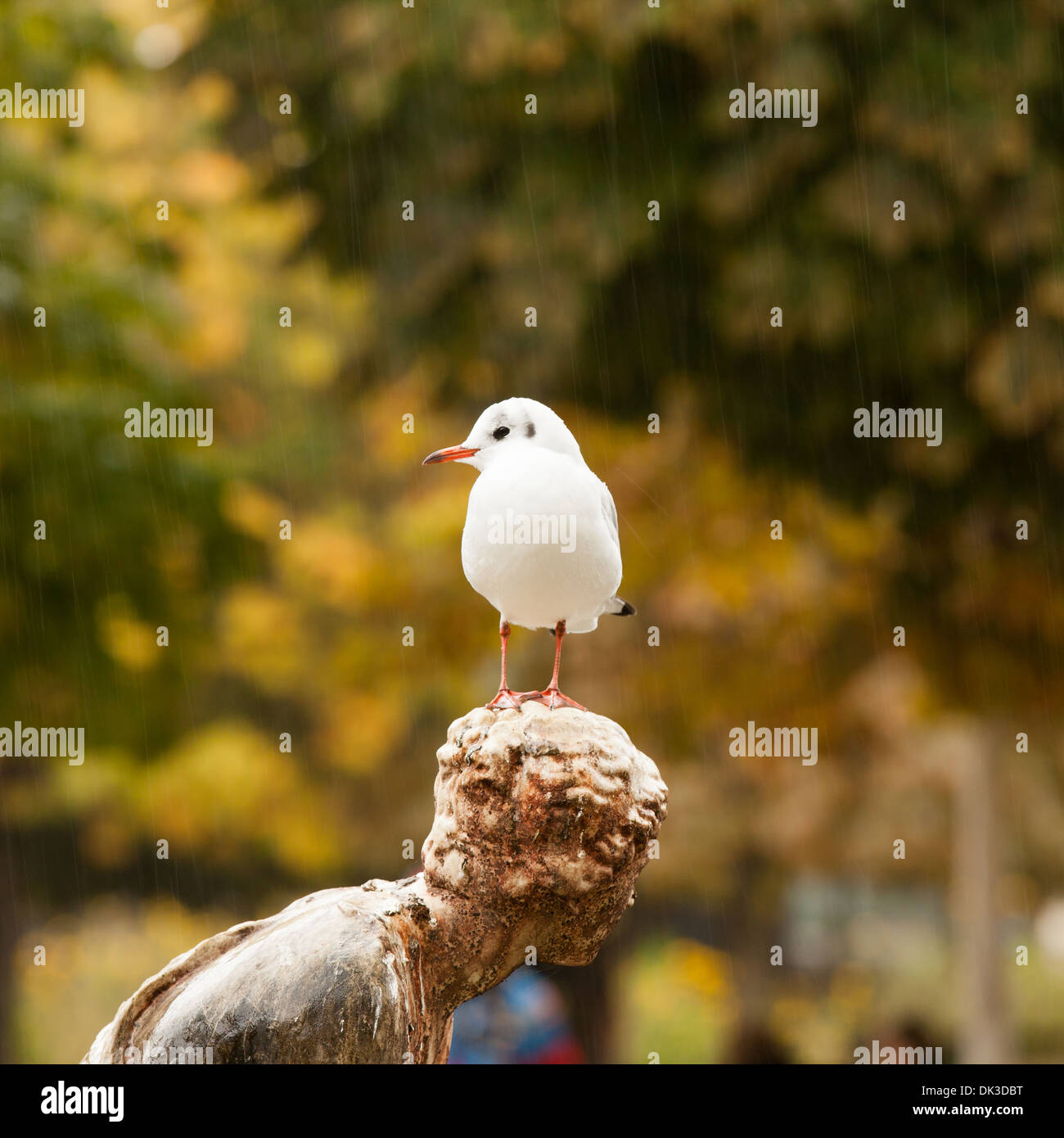 Des oiseaux blancs à la graisse et mignon debout sur une statue dans le parc Banque D'Images