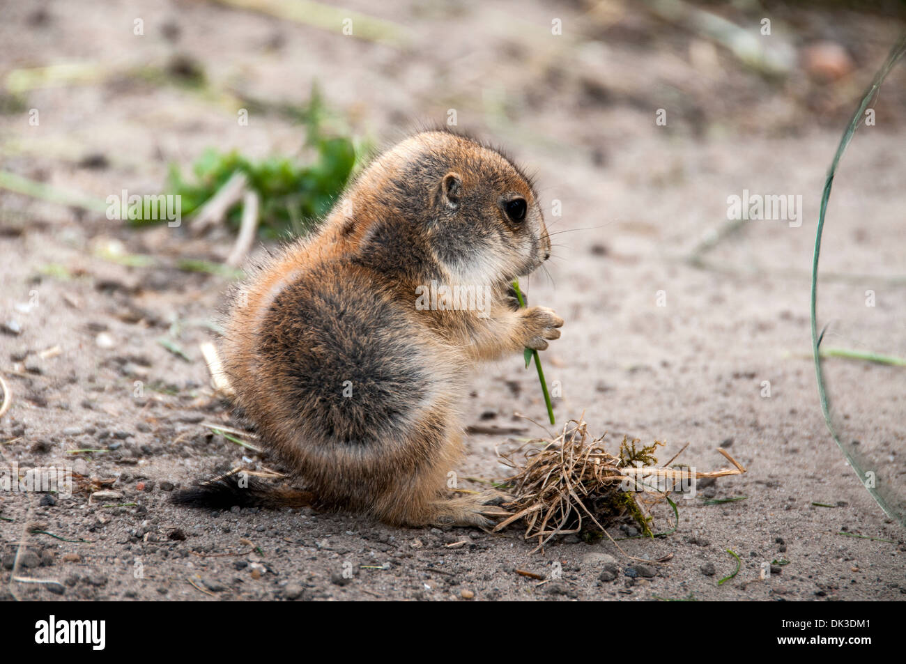 Petit mammifère prairie mange de l'herbe Banque D'Images