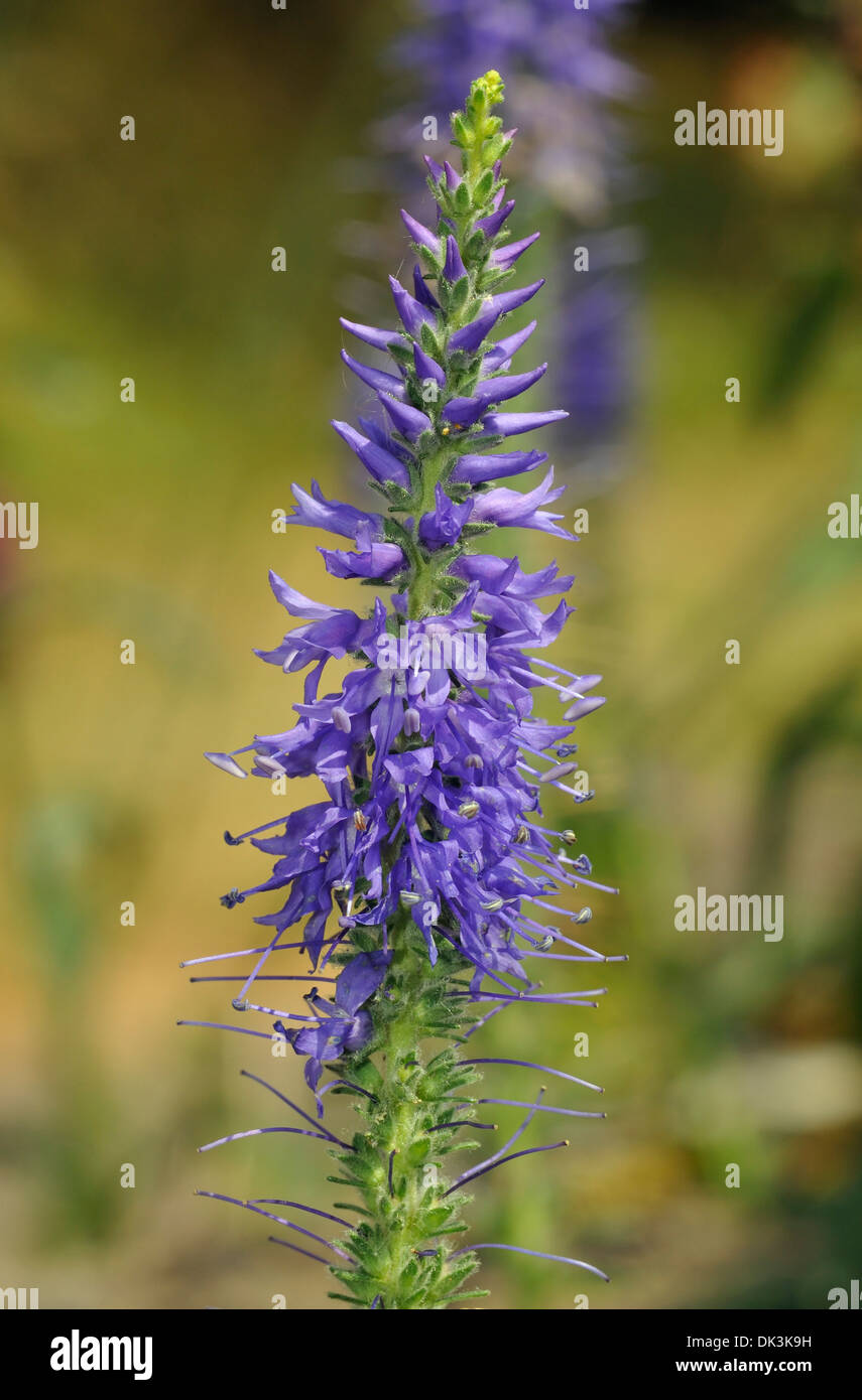 Véronique des champs - Veronica spicata dopés hybrida Banque D'Images