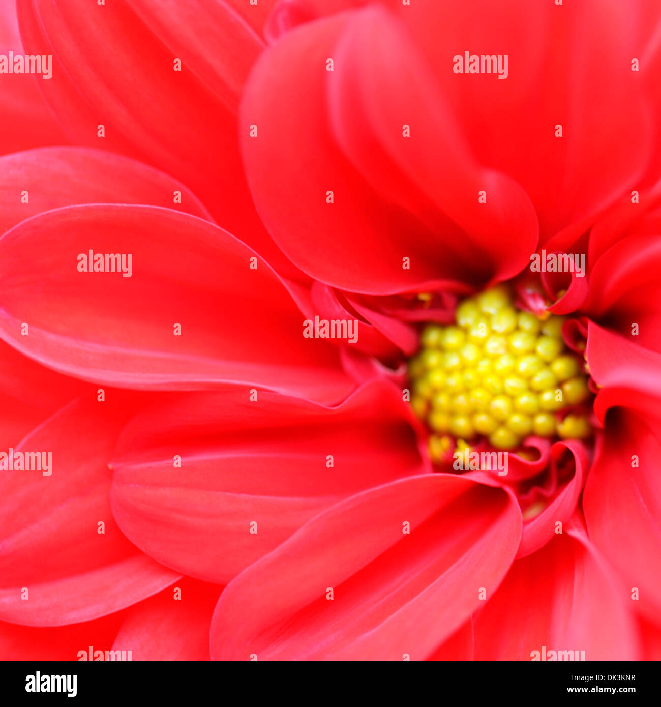 Dahlia décoratif rouge à écoulement libre Jane Ann Butler Photography JABP854 Banque D'Images