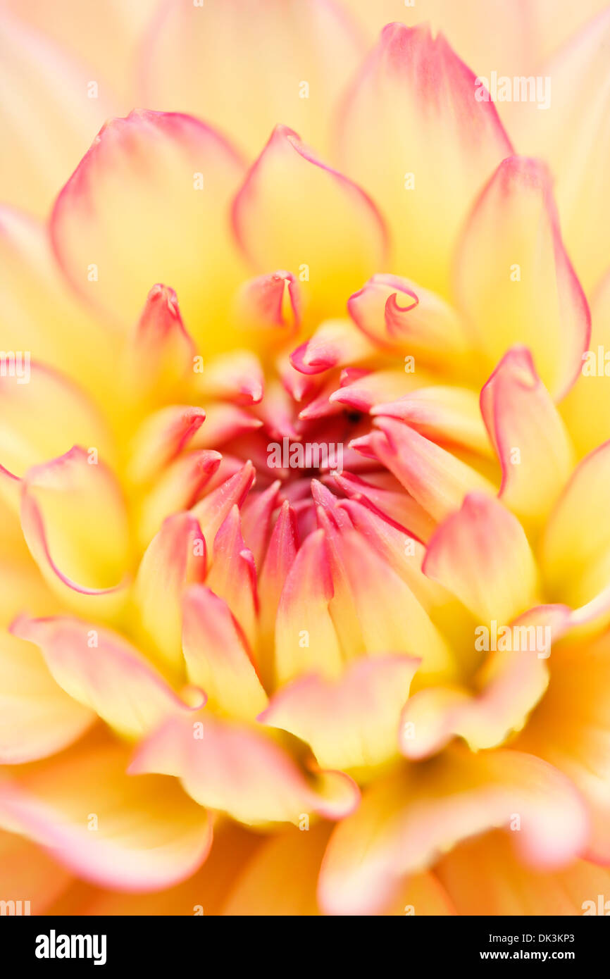 Belle décoration ouverture dahlia Jane Ann Butler Photography JABP846 Banque D'Images