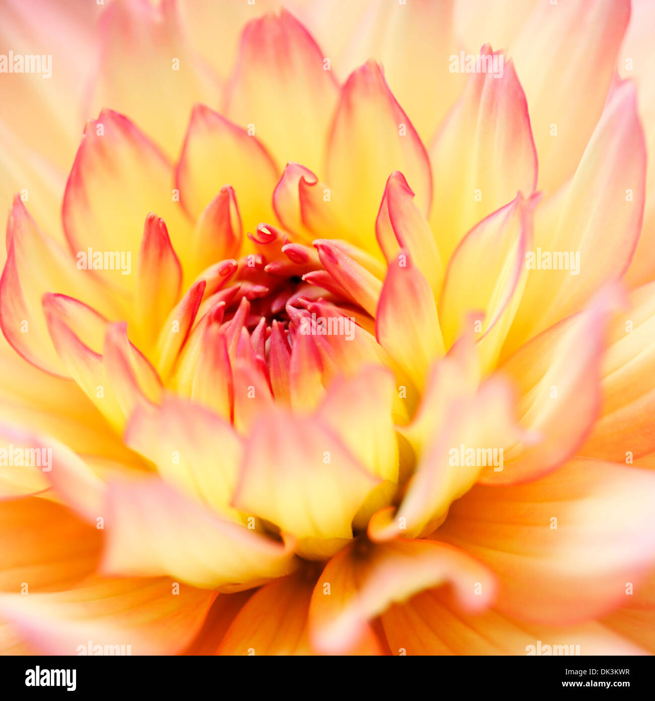 Belle dahlia décoratif Jane Ann Butler Photography JABP844 Banque D'Images