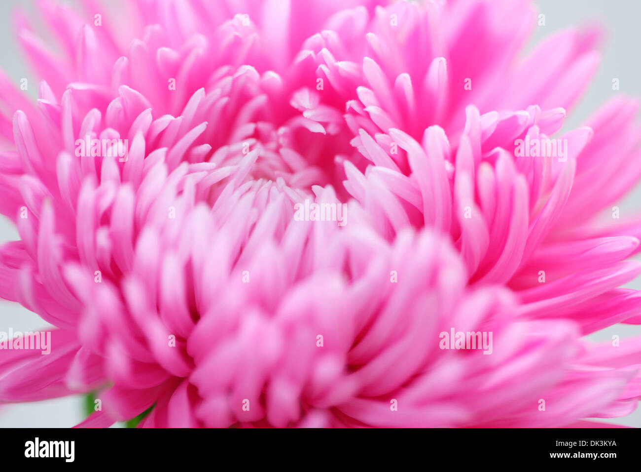 Aster rose sucré qui coule en pleine floraison Jane Ann Butler Photography JABP860 Banque D'Images