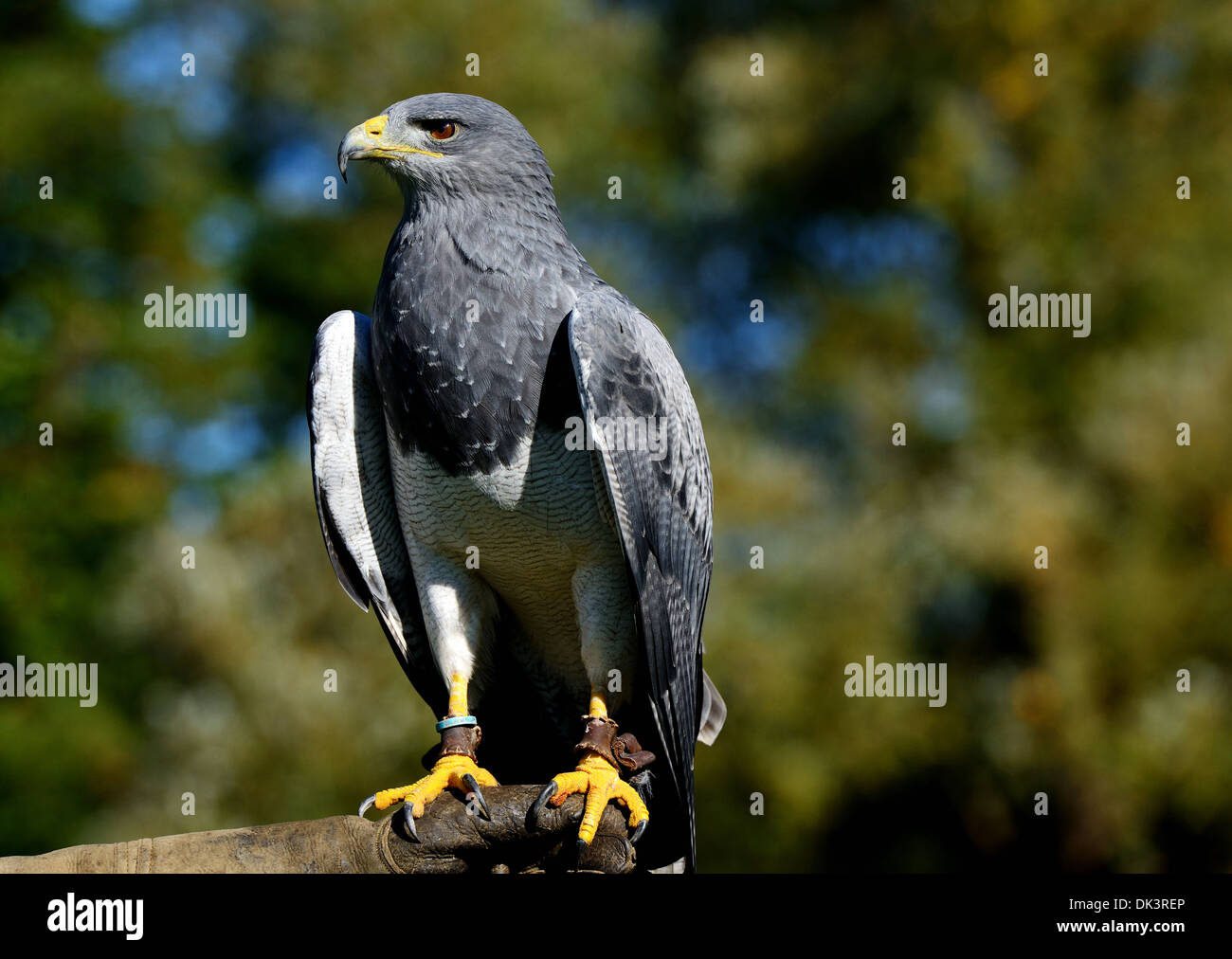 Aigle bleu du Chili, Geranoaetus melanoleucus australis, également connu sous le nom de Western black eagle buzzard torse nu,black &white hawk eagle Banque D'Images