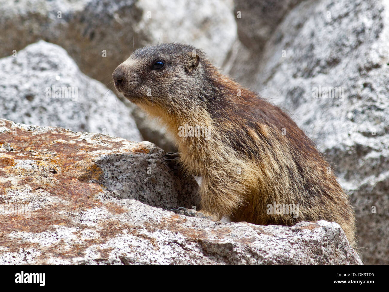 Marmotte des Alpes (Marmota marmota), Alpes, Italie Banque D'Images