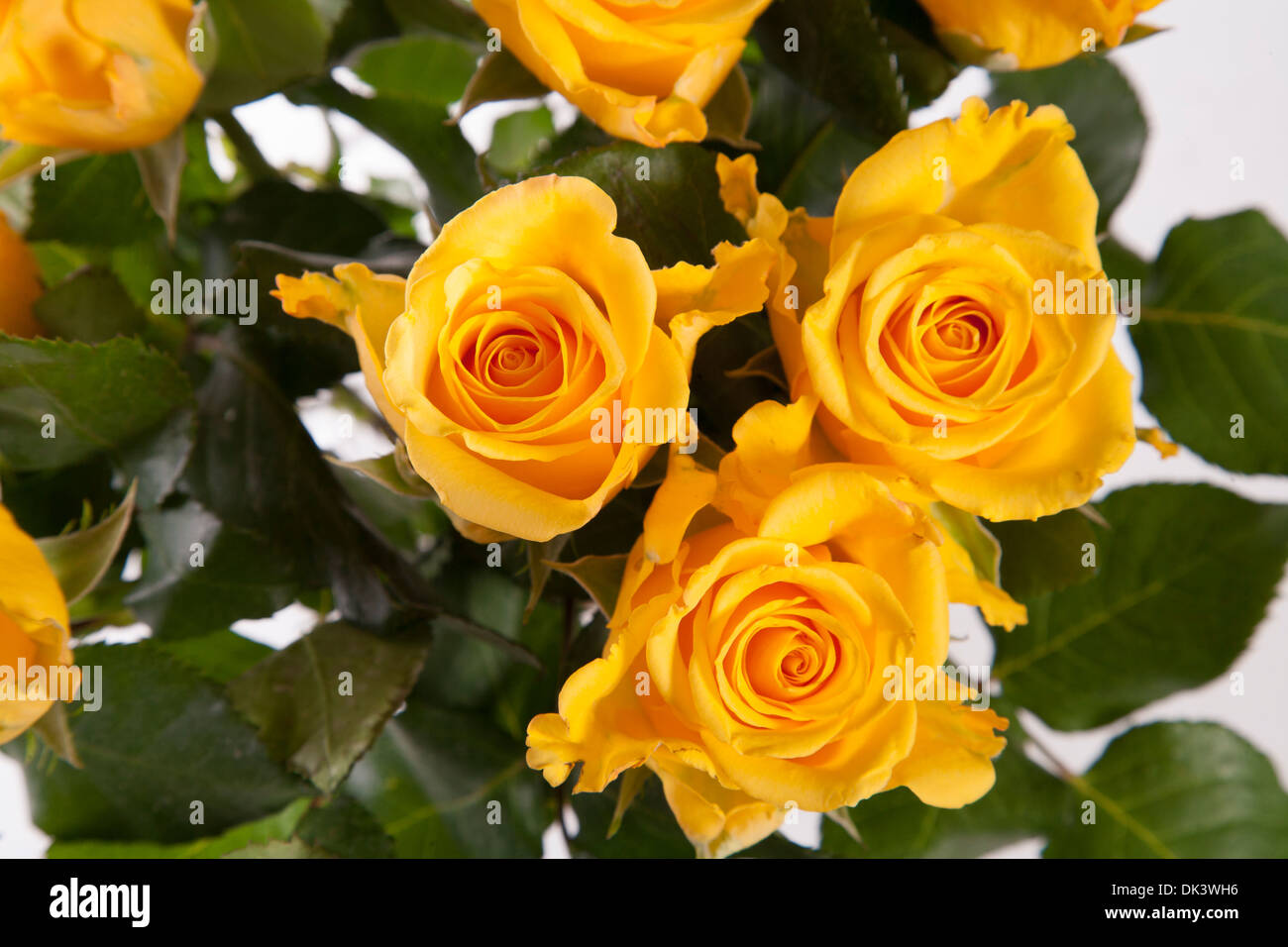 Texture de fond roses mariage jaune Banque D'Images
