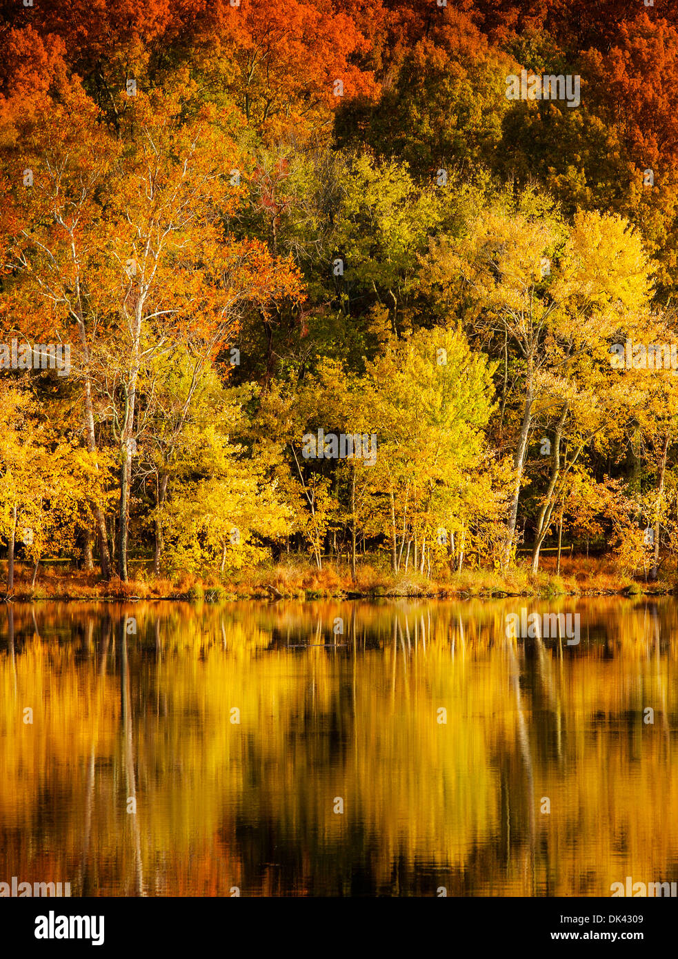 La couleur en automne à Radnor Lake, Nashville, Tennessee, USA Banque D'Images