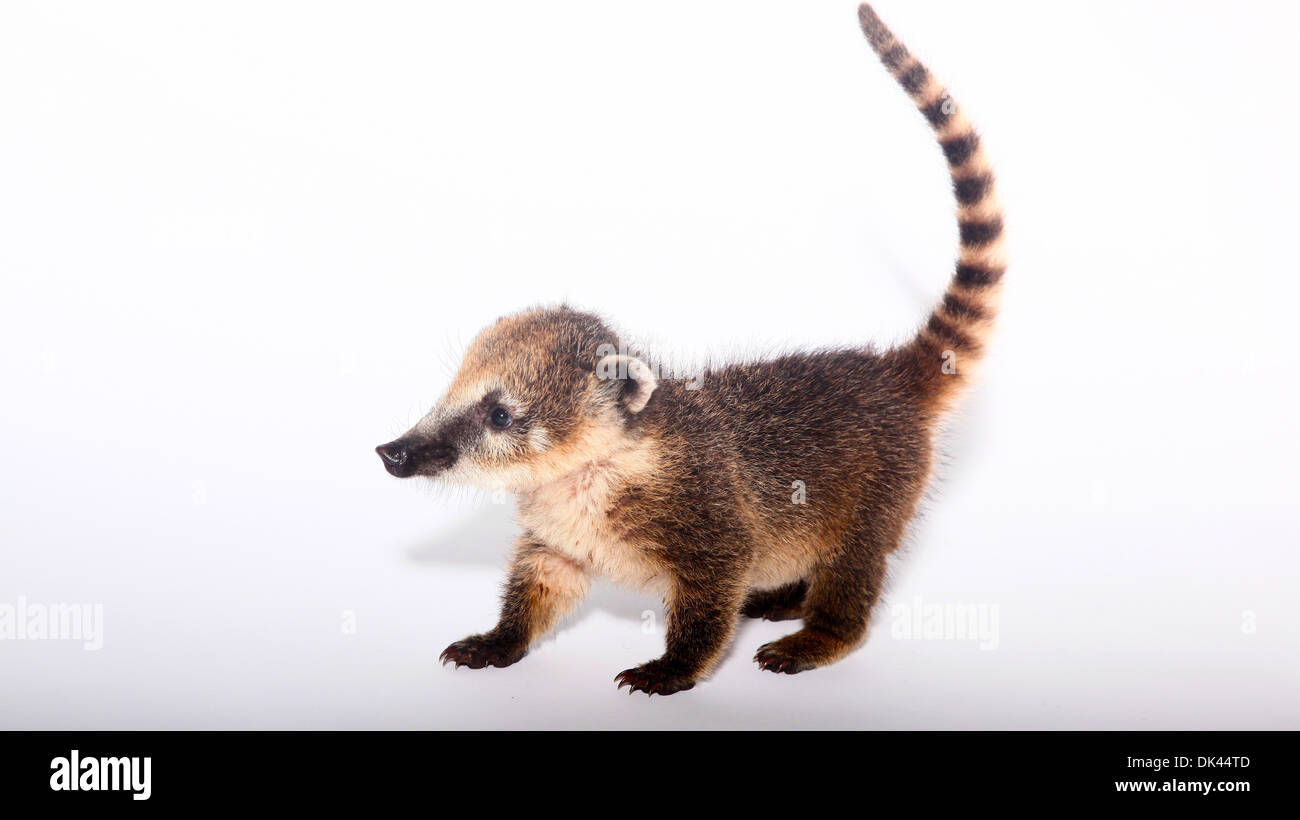 Baby coati Banque de photographies et d’images à haute résolution - Alamy