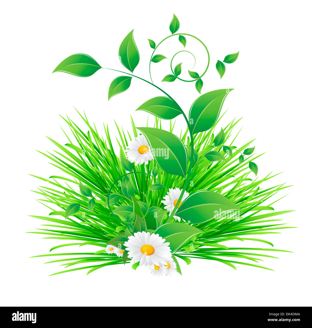 Fleur de camomille et de feuilles vertes Banque D'Images