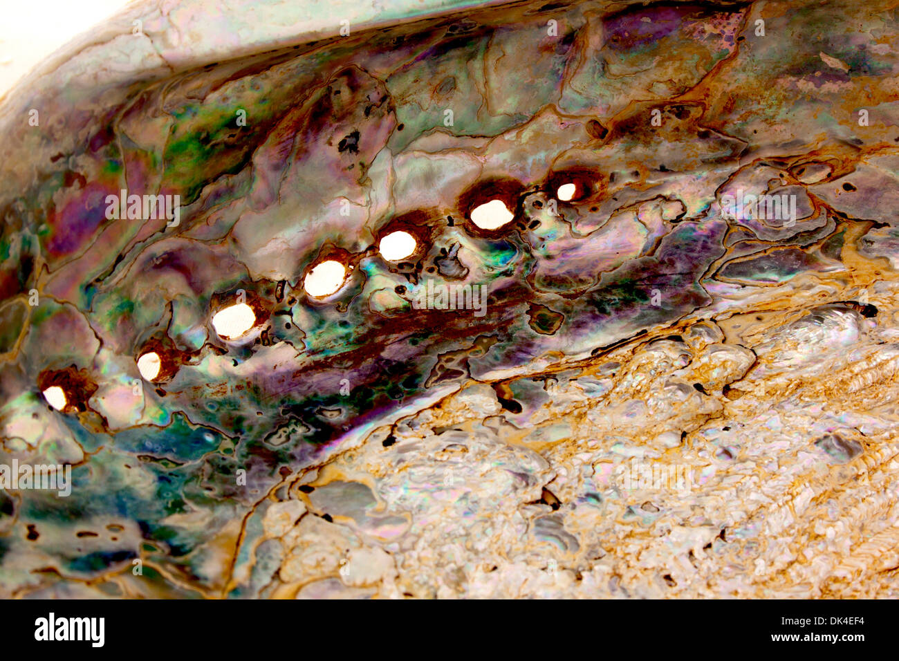 Close up de l'intérieur de coquilles d'haliotide montrant mère-de-pearl Banque D'Images