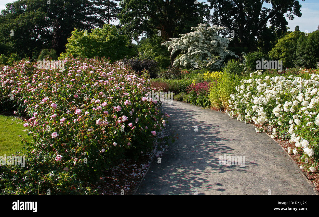 Le jardin de roses à Wisley Royal Horticultural Gardens, Woking, Surrey. Le cornouiller de Chine, Cornus kousa var. chinensis, Cornaceae. Banque D'Images