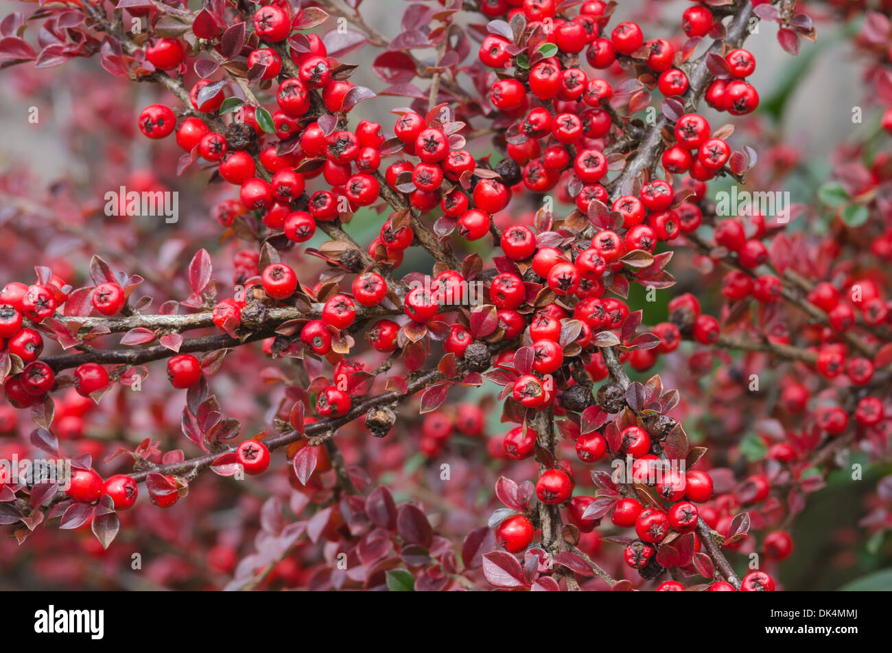 Les lignes de conduite de l'abondance de fruits rouges cottoneaster arbuste un grande source de nourriture pour les oiseaux pendant l'hiver et profondeur de champ Banque D'Images
