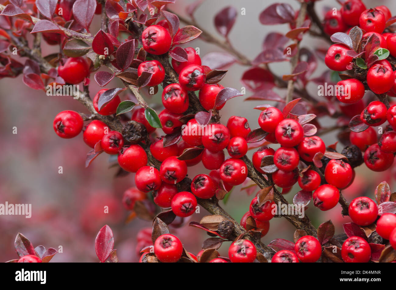 Les lignes de conduite de l'abondance de fruits rouges cottoneaster arbuste un grande source de nourriture pour les oiseaux pendant l'hiver et profondeur de champ Banque D'Images