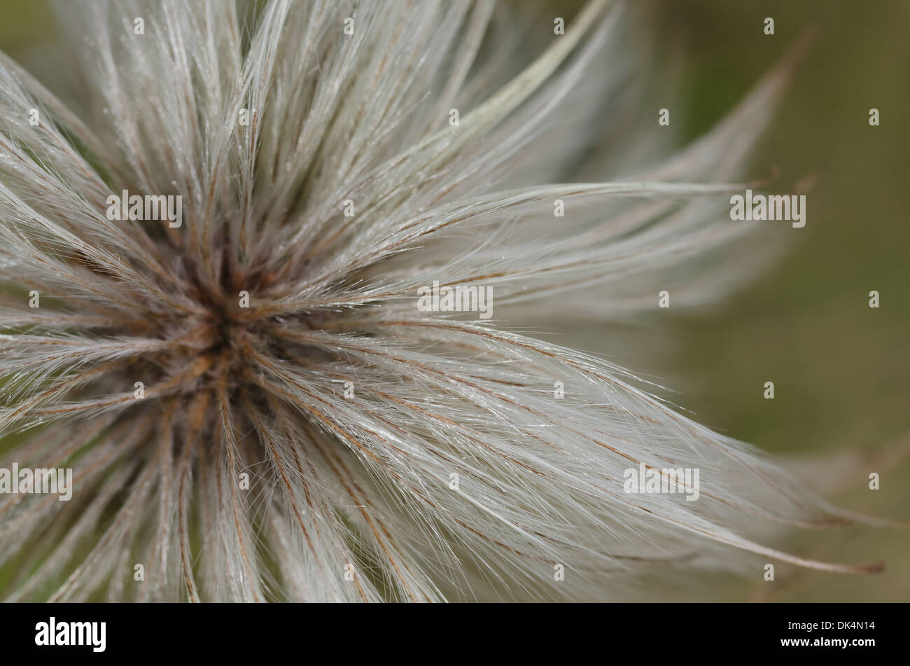 Les fibres fines vrilles Wispy poils de clematis flower seed head tête la dispersion par le vent doux moelleux Banque D'Images