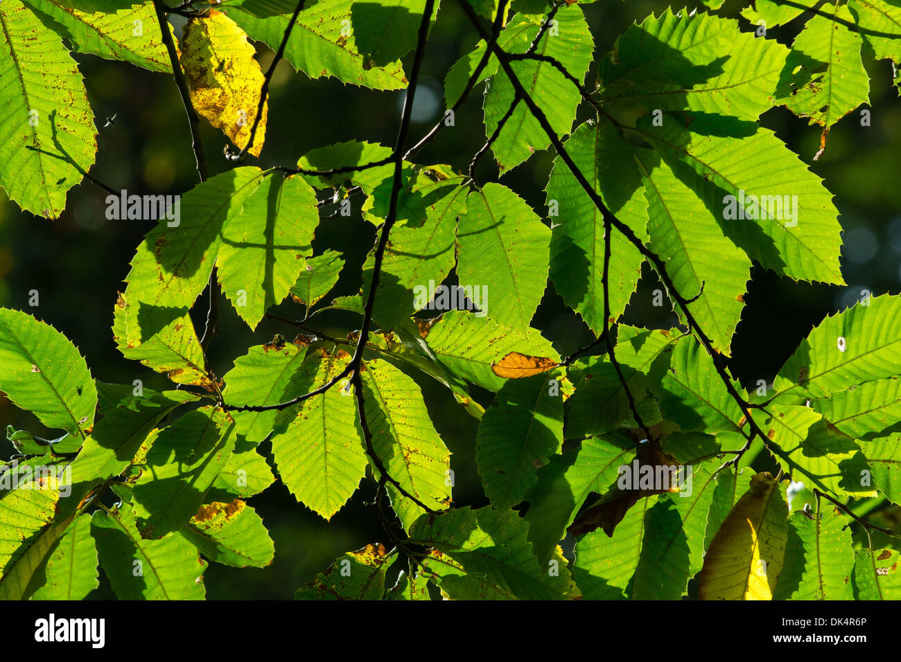 Le châtaignier (Castanea sativa) rétroéclairé feuilles contre le soleil d'automne Banque D'Images