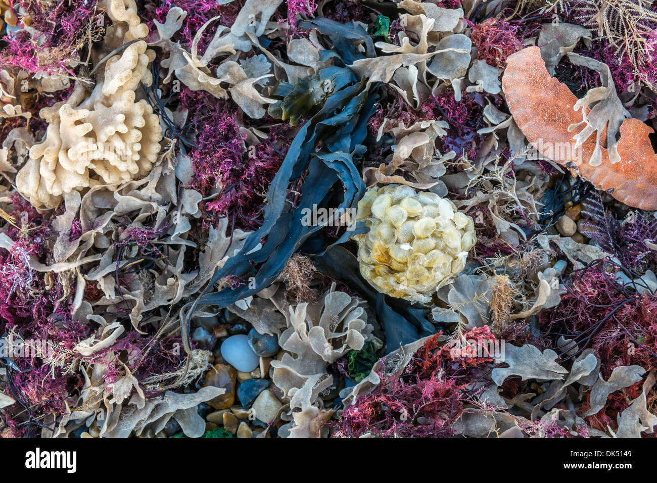 Des algues, des coquillages, du crabe commun et sur des cas de graines buccin tideline, Claj Beach, Norfolk, octobre Banque D'Images