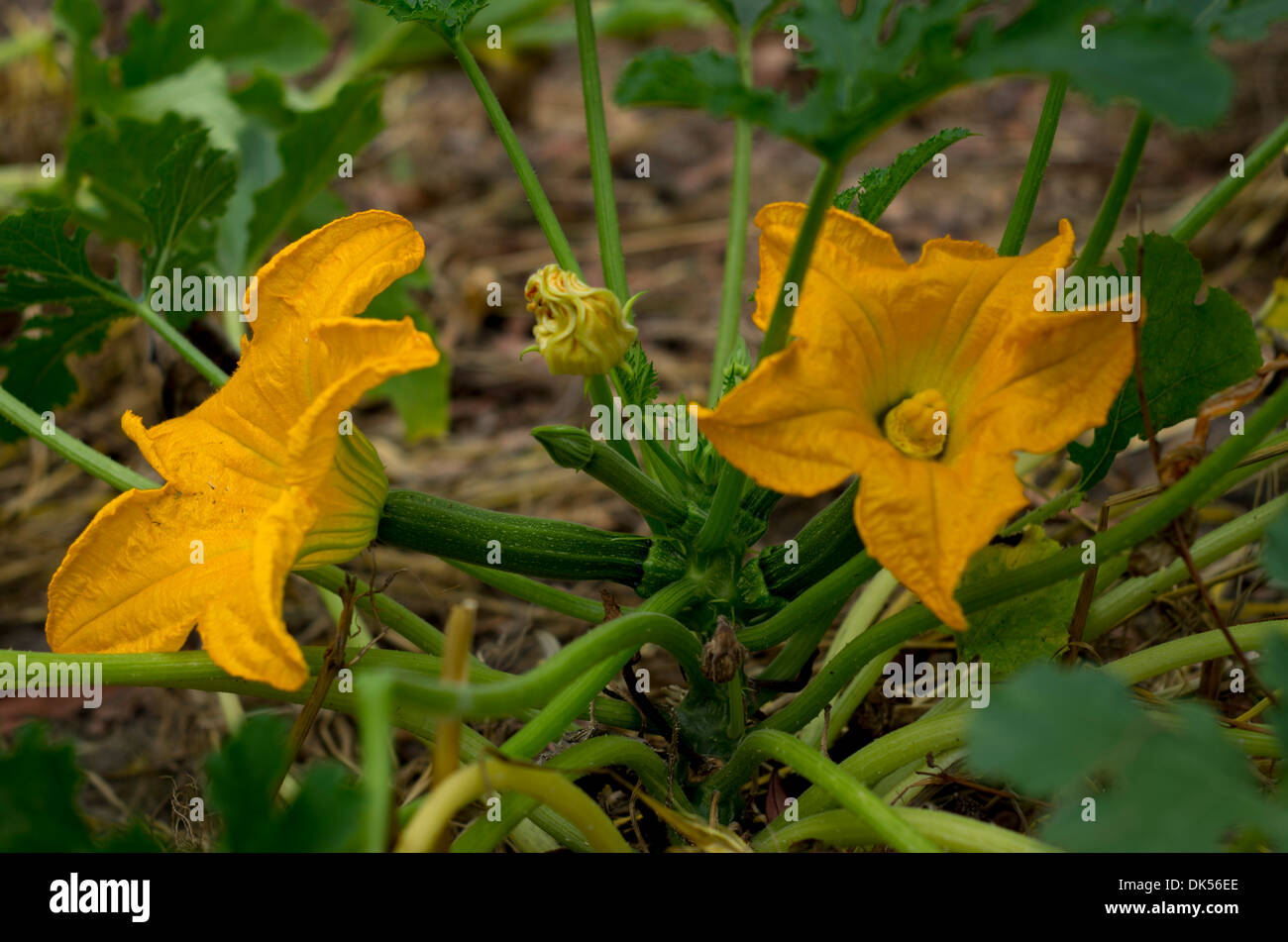 Fleur de courgette sur une usine de courgettes Banque D'Images