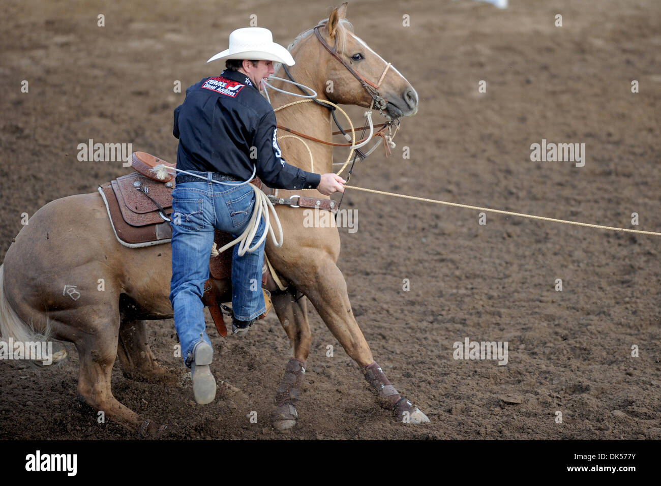 23 avril 2011 - Clovis, en Californie, États-Unis - Trevor Brazille de Decatur, TX est en concurrence au cours de ligotage de retenue de mou au niveau de l'Clovis Rodeo. (Crédit Image : © Matt Cohen/ZUMAPRESS.com) Southcreek/mondial Banque D'Images