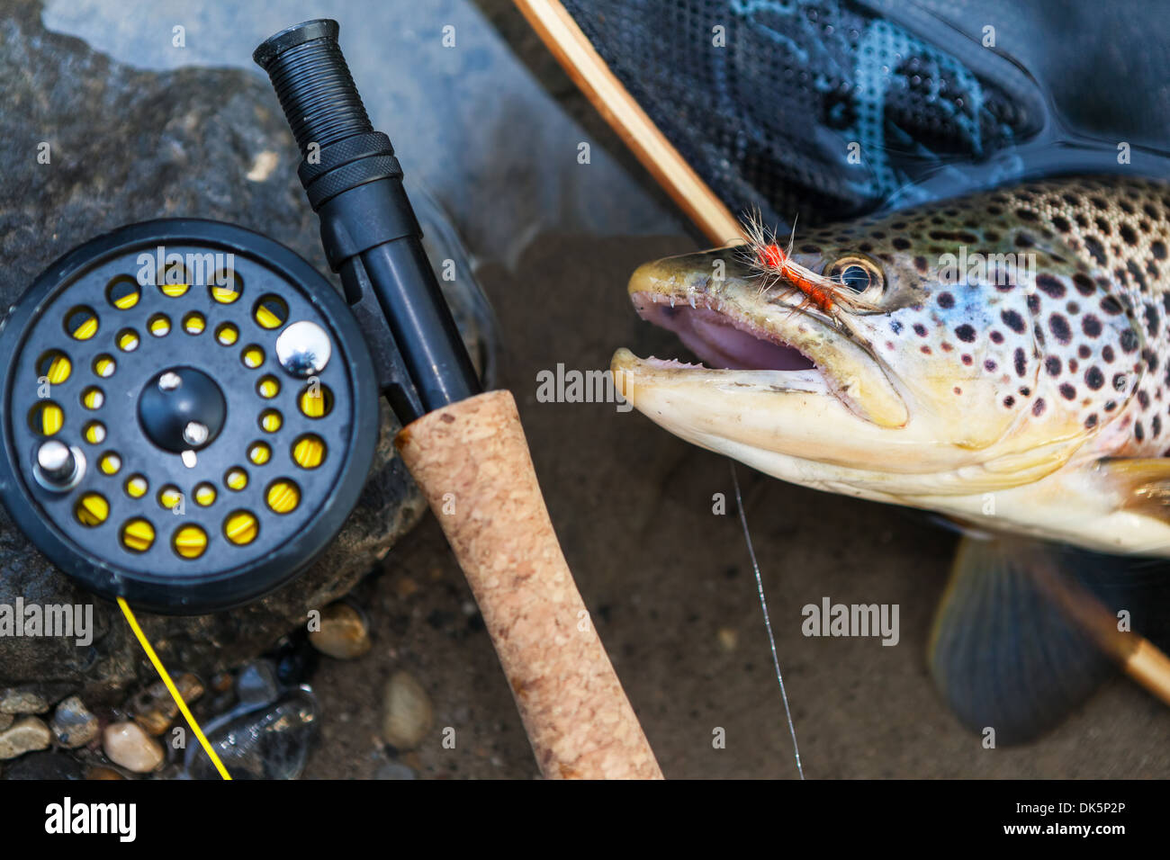 Un pêcheur à la mouche de la truite brune fraîchement pêchés, profondeur de champ, l'accent sur le poisson. Banque D'Images