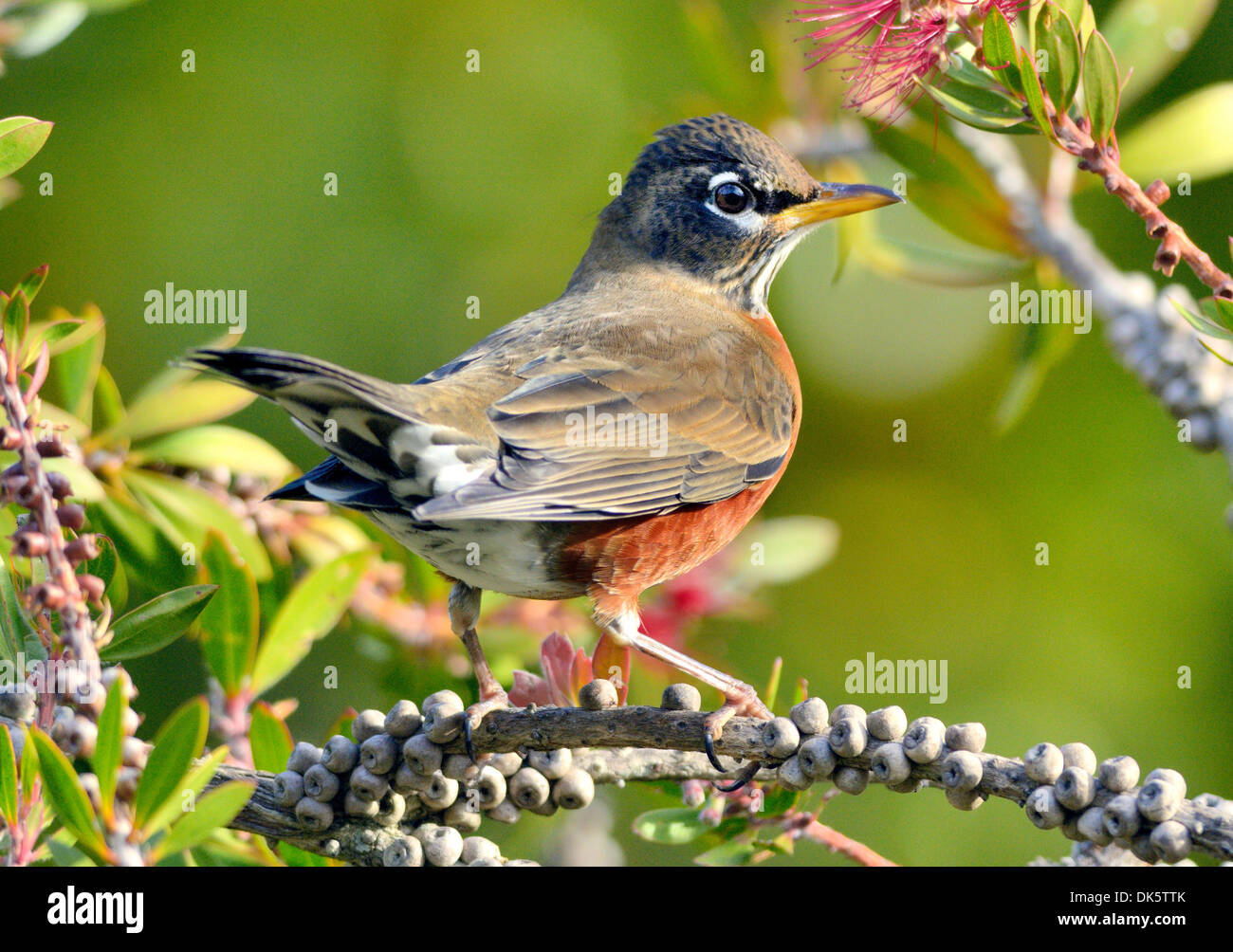Un oiseau-Robin américain- Turdus migratorius, perché sur une branche, photographié sur un fond flou. Banque D'Images