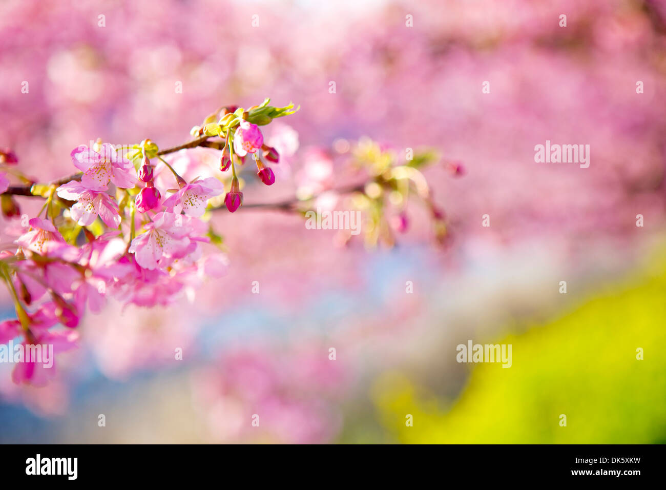 Cerisiers en fleurs Banque D'Images