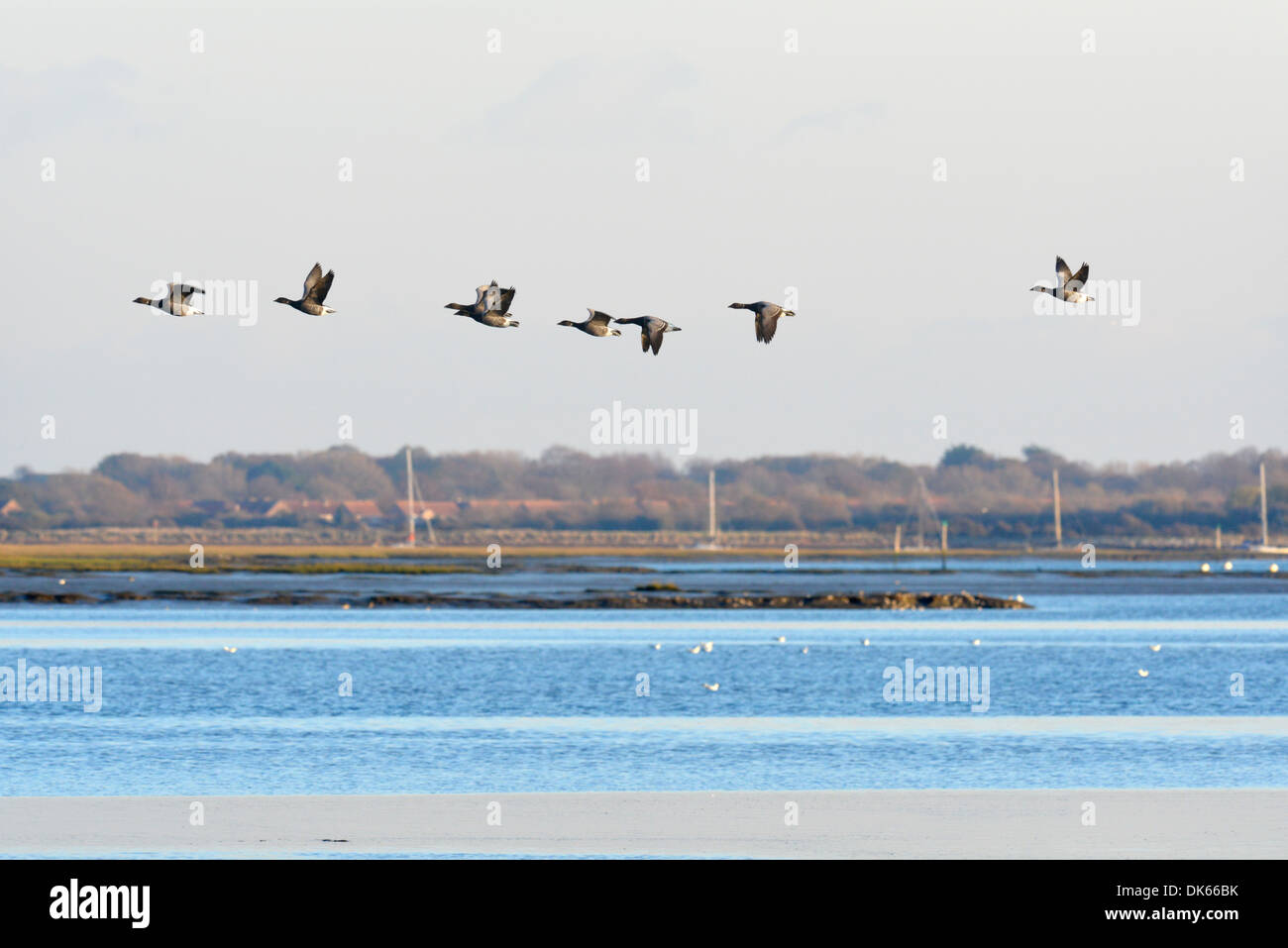 La Bernache cravant (Branta bernicla) Banque D'Images