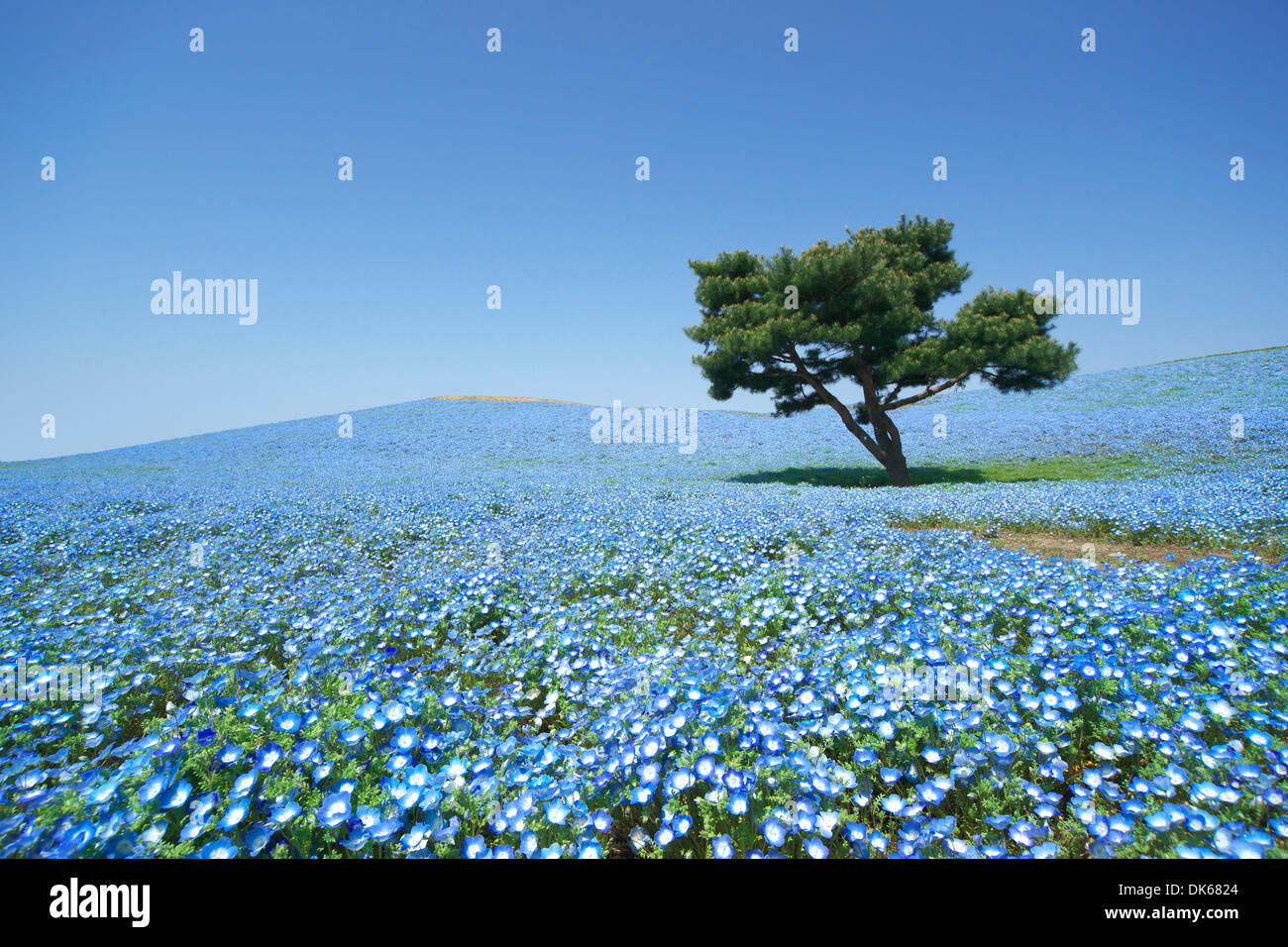 Baby blue-eyes field Banque D'Images