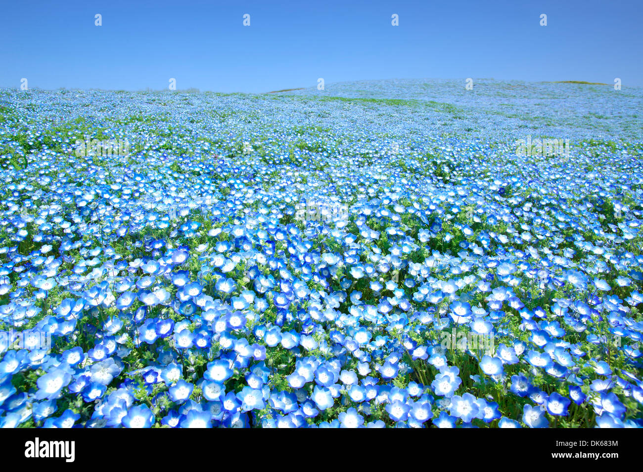 Baby blue-eyes field Banque D'Images