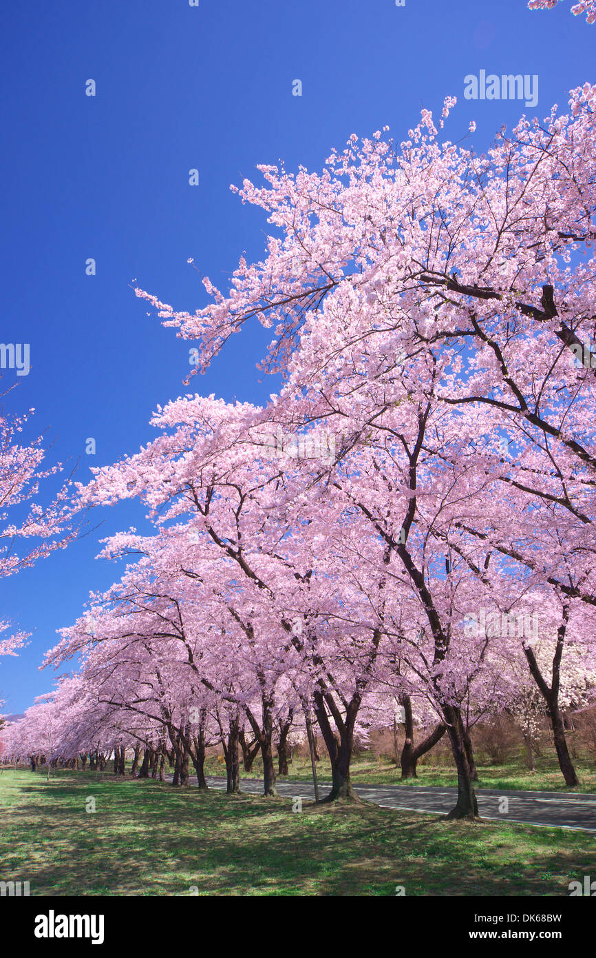 Cerisiers en fleurs Banque D'Images