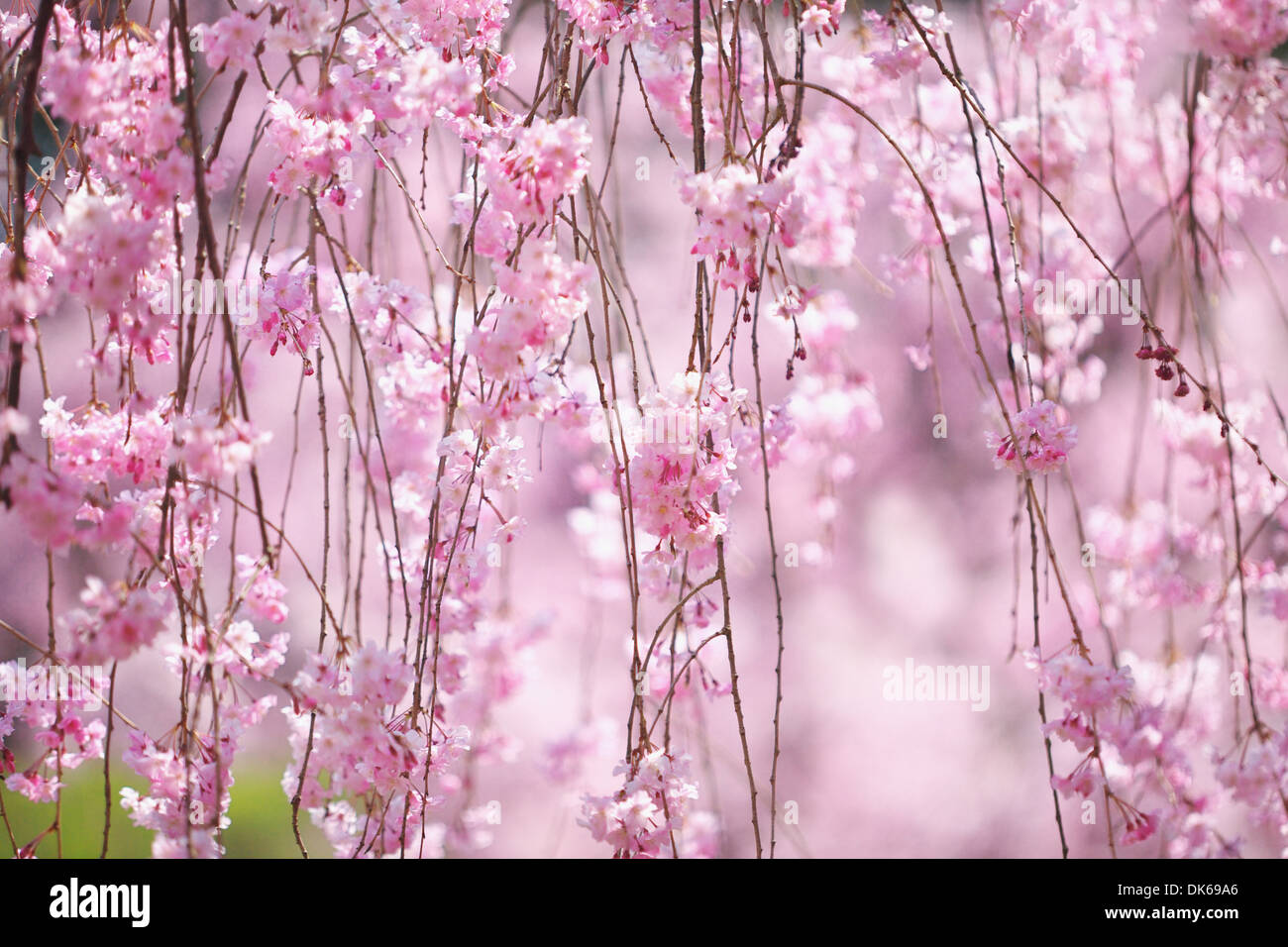 Cerisiers en fleurs Banque D'Images