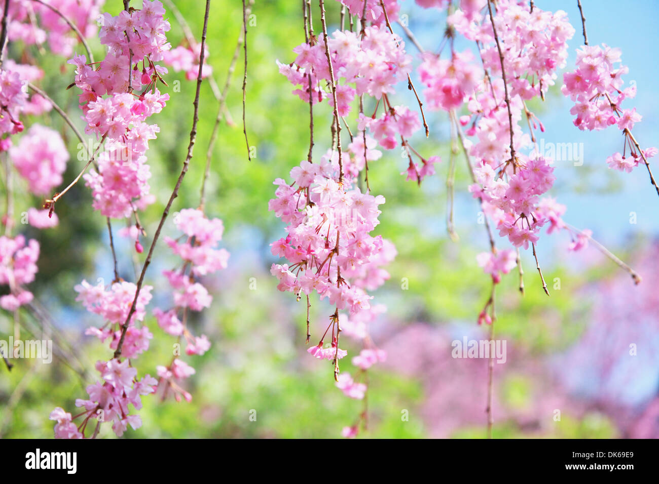 Cerisiers en fleurs Banque D'Images