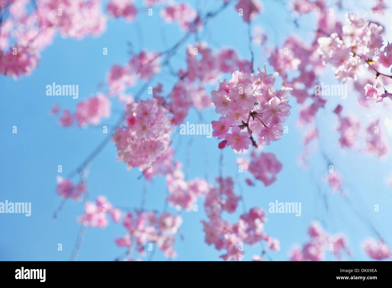 Cerisiers en fleurs Banque D'Images