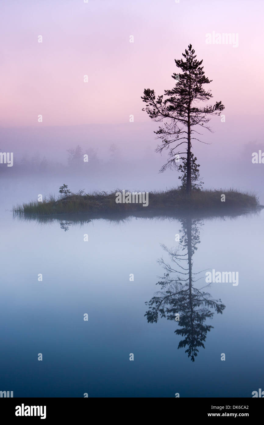 Seul arbre poussant sur une petite île dans le lac de tourbière au matin brumeux. Banque D'Images
