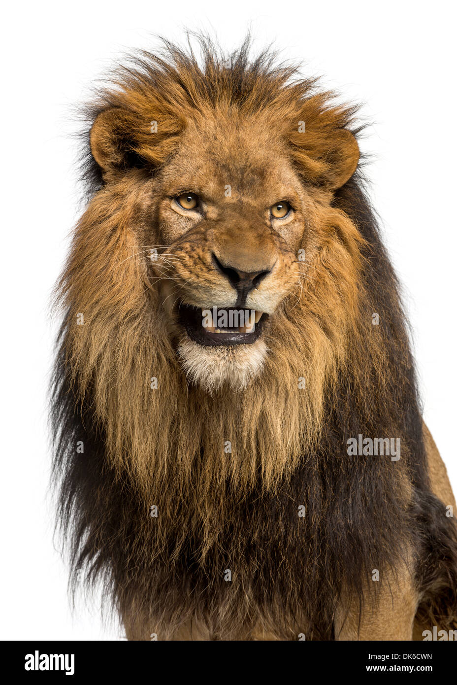 Gros plan d'un lion rugissant, Panthera leo, 10 ans, contre fond blanc Banque D'Images